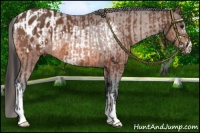 Horse Color:Bay Frame  and Bay Appaloosa 