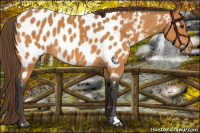 Horse Color:Buckskin Appaloosa