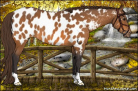 Horse Color:Buckskin Near Leopard 