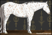 Horse Color:Sable Champagne Appaloosa 