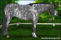 Horse Color:White Spotted Black Appaloosa Rabicano  and Blue Roan Rabicano 