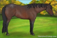 Horse Color:Brown Roan