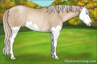 Horse Color:Chocolate Palomino Pearl Sabino Splash Appaloosa Rabicano 