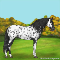 Horse Color:Blue Roan Tobiano Appaloosa 