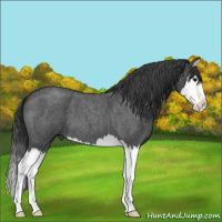 Horse Color:Blue Roan Sabino Splash