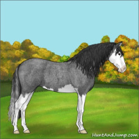 Horse Color:Blue Roan Sabino Splash 