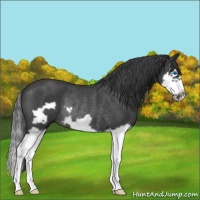 Horse Color:Blue Roan Splash Frame Rabicano