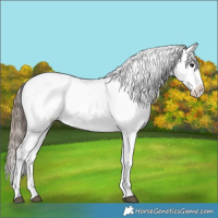 Horse Color:Blue Roan Appaloosa 