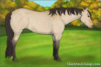 Horse Color:Buckskin Roan Dun 