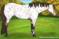 Horse Color:Buckskin Roan Near Leopard