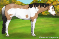 Horse Color:Gray Buckskin Roan Splash Frame 