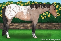 Horse Color:Bay Roan Appaloosa