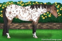 Horse Color:Bay Appaloosa