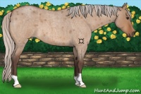 Horse Color:Silver Bay Roan Dun 