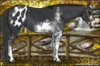 Horse Color:Black Sabino Appaloosa