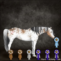 Horse Color:White Spotted Brown Dun 