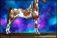 Horse Color:White Spotted Bay Snowcap