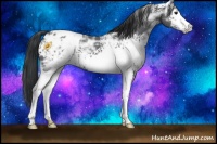 Horse Color:White Spotted Black Ice Appaloosa