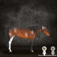 Horse Color:White Spotted Brown 