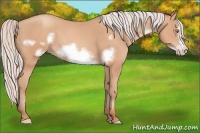 Horse Color:Silver Amber Champagne Frame 
