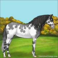 Horse Color:Blue Roan Splash Frame Varnish 