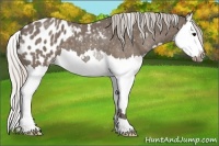 Horse Color:Silver Black Splash Appaloosa