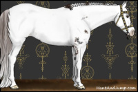 Horse Color:Liver Chestnut Sabino Appaloosa 