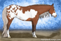 Horse Color:Silver Bay Frame Appaloosa