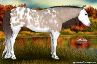 Horse Color:Bay Roan Dun Splash Appaloosa 