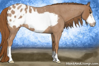 Horse Color:Red Roan Frame Appaloosa