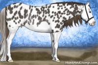 Horse Color:Smoky Black Splash Appaloosa Rabicano
