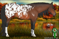 Horse Color:Bay Appaloosa
