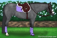 Horse Color:Blue Roan 