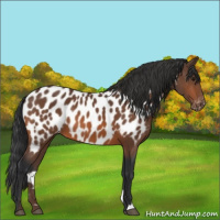 Horse Color:Bay Appaloosa