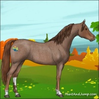 Horse Color:Red Roan 