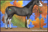 Horse Color:Grullo Splash 