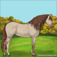 Horse Color:Red Dun 