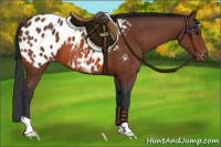 Horse Color:Bay Appaloosa