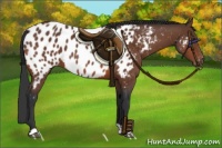 Horse Color:Bay Appaloosa 