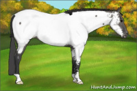 Horse Color:Grullo Appaloosa 