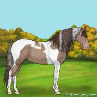 Horse Color:Classic Champagne Tobiano 
