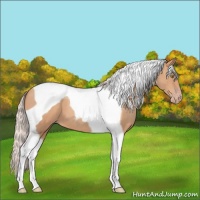 Horse Color:Silver Sable Champagne Tobiano 