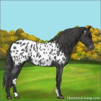 Horse Color:Blue Roan Near Leopard 
