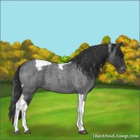 Horse Color:Blue Roan Tobiano Appaloosa 