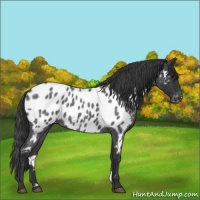 Horse Color:Blue Roan Near Leopard 