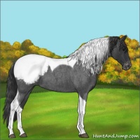 Horse Color:Blue Roan Tobiano Appaloosa