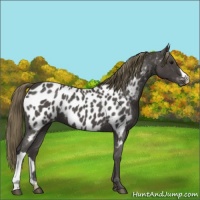 Horse Color:Smoky Blue Roan Appaloosa 
