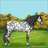 Horse Color:Blue Roan Near Leopard 