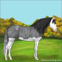 Horse Color:Blue Roan Splash Varnish 