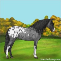 Horse Color:Blue Roan Appaloosa 